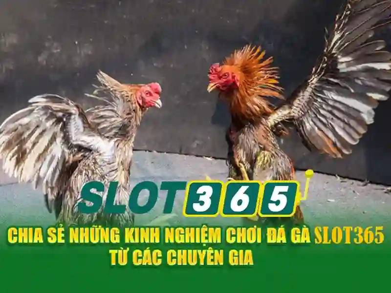 Trải nghiệm trò chơi trên Slot365