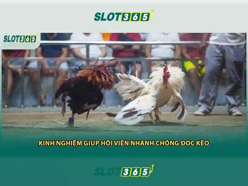 Slot365 - Trải nghiệm chơi slot trực tuyến hàng đầu