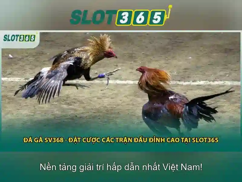 Slot365 là gì?