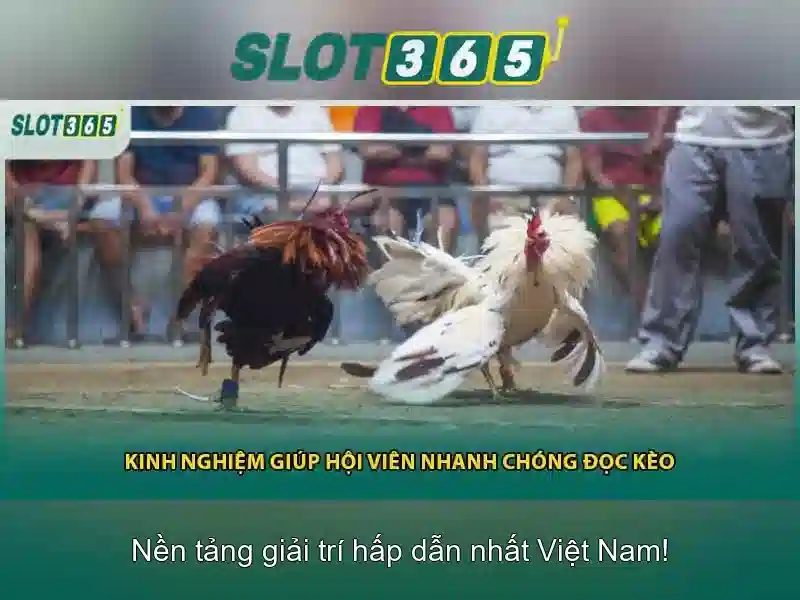 Slot365: Đánh giá nền tảng cược trực tuyến uy tín