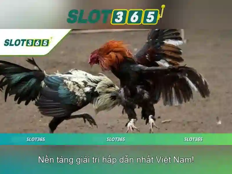 Slot365: Nền tảng giải trí cho người chơi Việt